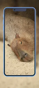 Capybara Wallpapers 2023 HD 4k