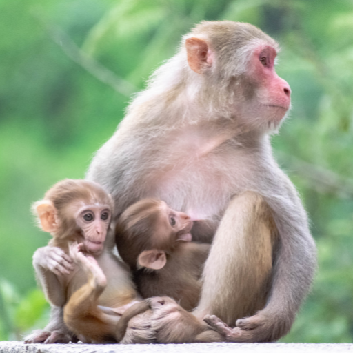 Monkey Sounds logo