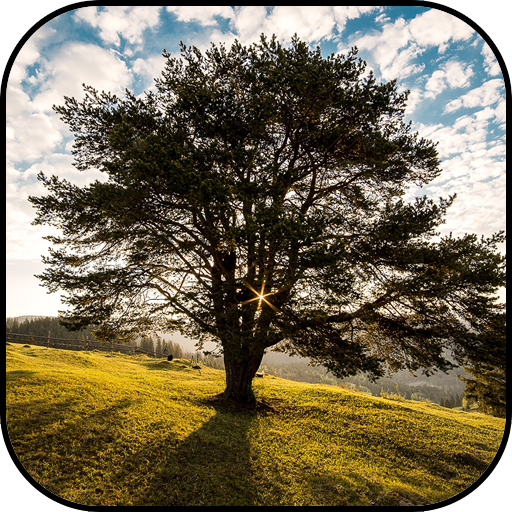 Tree wallpapers  Icon