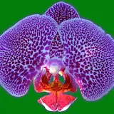 Orchid Glossary icon