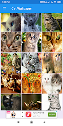 Cat Wallpapers: HD Images, Free Pics download