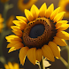 Sunflower Wallpaper HD - Androidアプリ