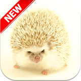 Hedgehog Wallpapers icon