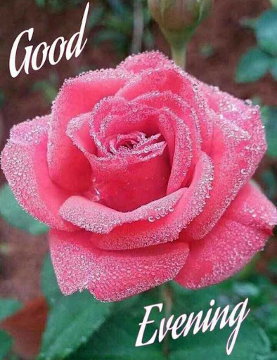 Beautiful evening greetings Screen 3