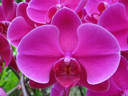 Fondo de pantalla de orquídeas y fondo para PC / Mac / Windows 11,10,8,7 -  Descarga gratis - Napkforpc.com