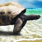 live wallpapers turtles icon
