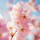 桜の壁紙 - 美しい桜の画像の壁紙