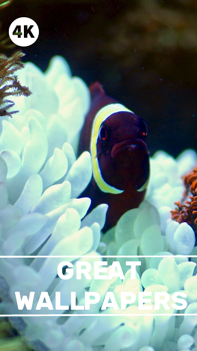 Clownfish Wallpapers - Screen Background