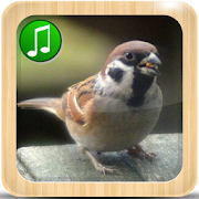 Top 46 Music & Audio Apps Like Suara Burung Gereja untuk Masteran kasar - Best Alternatives