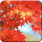 Maple Syrup Festival LWP FREE 1.0.2 Icon