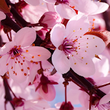 cherry blossom live wallapper icon