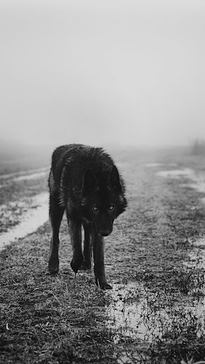 Wolf Wallpapers Screen 2