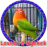Masteran Lovebird Anakan icon