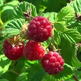 Beautiful berries of raspberry icon