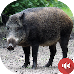 Cover Image of ダウンロード Wild Boar Sounds  APK