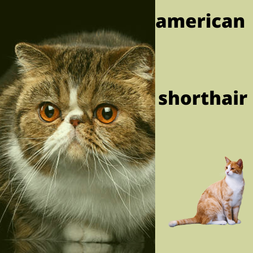 american shorthair logo