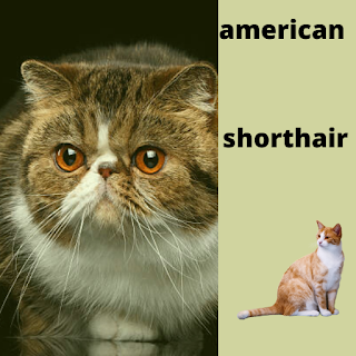 american shorthair apk