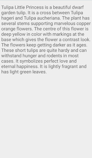 Beauty Of Tulips Flower