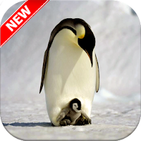 ペンギンの壁紙 Androidアプリ Applion