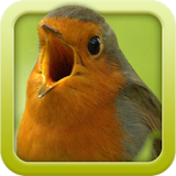 Vogelstimmen-Trainer 2.0.1 icon