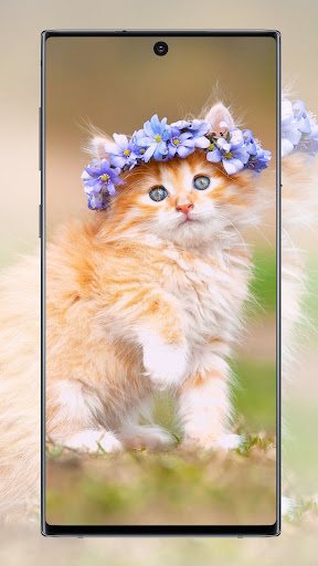 Android application Cute Cat Wallpaper screenshort