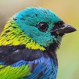 Green Headed Tanager Wallpapers icon