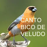 Canto Bico De Veludo icon
