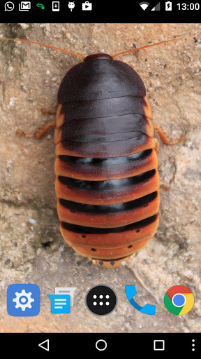 moving cockroach wallpaper Screen 2