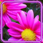 Cover Image of Download Flowers Summer Live Wallpaper  APK
