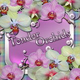 Tender Orchids Go Launcher theme icon