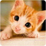Cover Image of 下载 Cute Kittens Wallpapers 1.0 APK