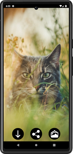 Android application Cat Wallpapers screenshort
