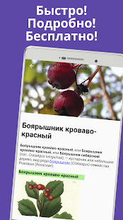 Предварительный просмотр приложения