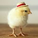 Chicken Wallpapers - Androidアプリ