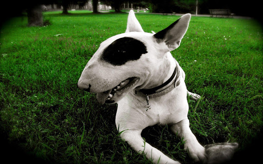 Bull Terrier Wallpapers