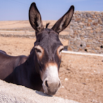 Cover Image of Descargar Donkey Wallpapers - FREE 1.0 APK