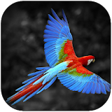 Parrot Wallpaper HD icon
