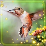 Cover Image of Tải xuống Hummingbird Live Wallpaper 1.2 APK