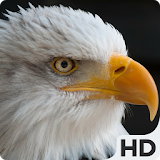 Eagle HD Wallpapers icon
