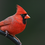 Cover Image of 下载 Cardinal bird sounds  APK
