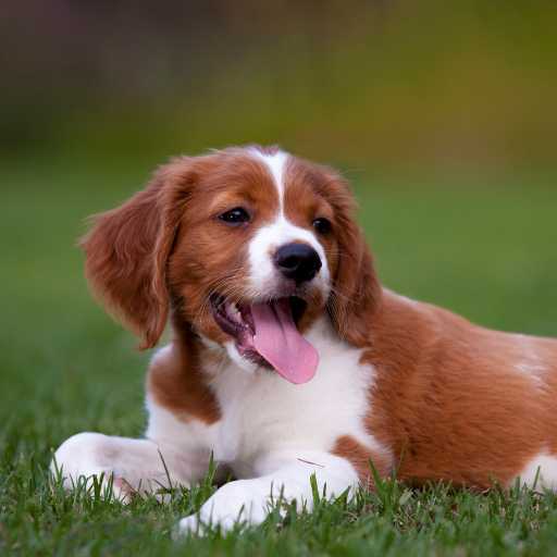 Brittany dog Wallpaper Download on Windows