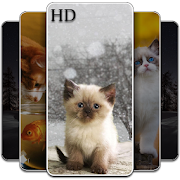 خلفيات قطط : خلفيات الشاشة للقطط روعة