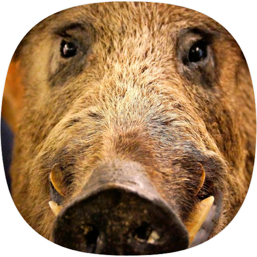 Wild Boar Sounds logo