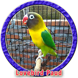 Masteran Lovebird Paud MP3 icon
