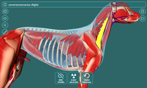Captura de Pantalla 8 Visual Canine Anatomy 3D - lea android