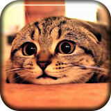 Cute Cat Scared Live Wallpaper icon