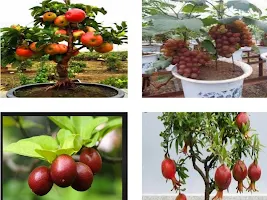 Les cultures de fruits Bonsai APK capture d'écran Thumbnail #7