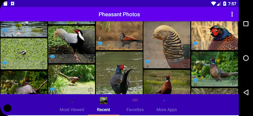 Pheasant Photos Screen 3