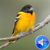 Orioles Bird Sounds Ringtones icon