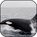 Cover Image of 下载 Whale wallpapers 10.95 APK